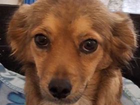 Ardyn, geb. ca. 04/2024, lebt auf einer Pflegestelle in 79206 Gündlingen