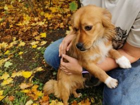 Mellow sucht ein Zuhause