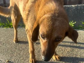 Die hübsche Ann sucht dich