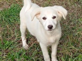 Welpe Erina / weiblich / derzeit noch in Griechenland / vorgemerkt