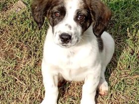 Welpe Snoopy / männlich / derzeit noch in Griechenland