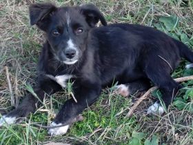 Welpe Anny / weiblich (/ derzeit noch in Griechenland