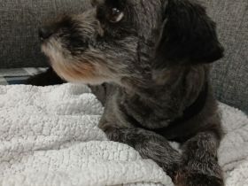 Hündin Meika / kastriert / derzeit noch in Griechenland