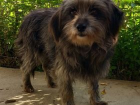 Hündin Meika / kastriert / derzeit noch in Griechenland