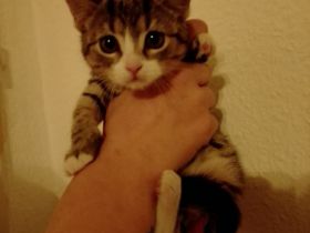 Süße Babykatze