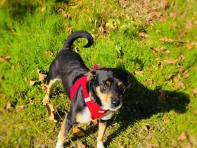 Rocky ein super lieber Pinschermix