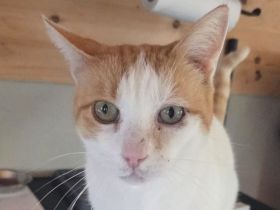 Beethoven, 9-jähriger, verschmuster, ruhiger Kater sucht ein Zuhause