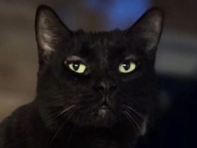 Happy, lieber, ruhiger Katzenherr sucht geduldige Menschen in einem ruhigen Zuhause