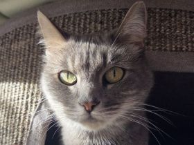 Hazy, freundliche, neugierige Katze, die  - gerne mit Happy - ein neues Zuhause sucht