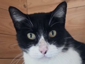 Mino, ruhiger, zurückhaltender Kater sucht ein ruhiges und liebevolles Zuhause