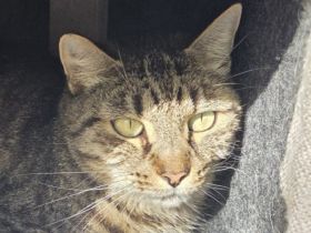 Tiger, schüchterner Kater sucht liebevolle Menschen in ruhiger Umgebung