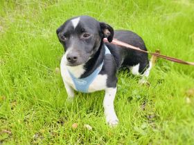 Jerry sucht ein Zuhause