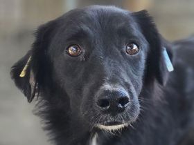 Maurillio, zurückhaltender Rüde, der ein ruhiges, liebevolles Zuhause verdient hat, 6 Jahre, 55 cm