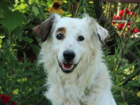 Jimmy möchte sein Herz verschenken...