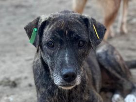 Nairobi, kontakfreudige, hübsche Hündin wünscht sich ein eigenes Zuhause, 3 Jahre, 51 cm