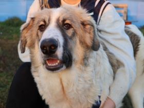 Wunderschöne, liebe Junghündin YUNA möchte ankommen