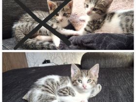 Kitten suchen gemeinsam ein neues Zuhause