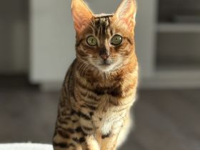 Bengal Kater 8 Monate