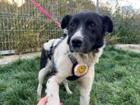 Ein Herz auf vier Pfoten: Gulia wartet auf ihre Menschen