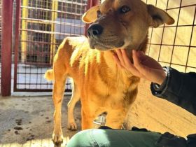 Sensibler Kibo sucht Menschen, die ihn verstehen