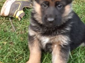 Achtung ich verkaufe eine sehr schöne schwarz-braune DSH-Welpen