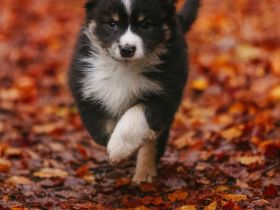 Miniature Australian Shepherd  Mini Aussie Welpen