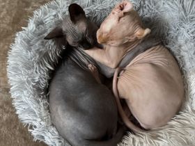 Zwei Sphynx Kätzchen suchen gemeinsam und mit kompletter Ausstattung ein liebevolles Zuhause