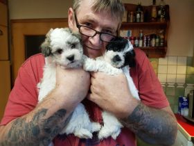 HAVAMALT * ALWIN und ALINA suchen ihr Für-Immer-Zuhause