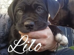 Carne corso Presa Canario