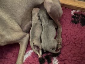 Italienische Windspiele aus liebevoller und fachkundiger Hausaufzucht