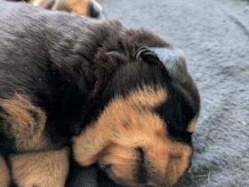Rottweiler Welpen