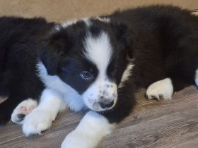 Reinrassige Border Colliewelpen suchen ein Zuhause