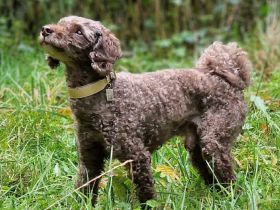 Cooper in 56729 Ditscheid sucht sein Für-immer-Zuhause