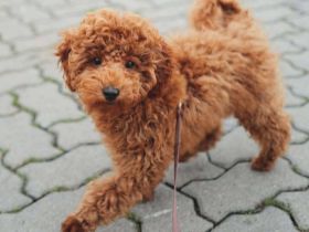 Paros in 10317 Berlin sucht sein Für-immer-Zuhause