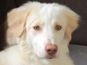 Balda, geb. ca. 02/2025, lebt auf einer Pflegestelle in 26826 Weener