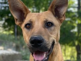 Zella, geb. ca. 03/2023, lebt auf einer Pflegestelle in 47638 Straelen