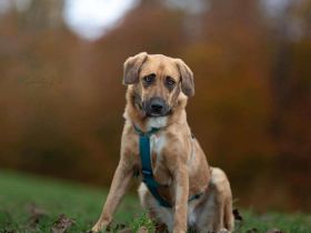 Ginny auf Pflegestelle in 69488 Birkenau sucht ihr Für-immer-Zuhause