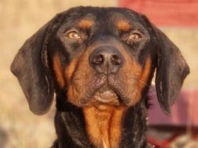 Sigma, geb. ca. 04/2024, lebt auf einer Pflegestelle in 50997 Köln