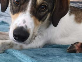 Adam auf Pflegestelle in 03048 Cottbus sucht sein Für-immer-Zuhause