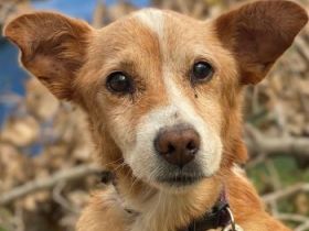 Opi, geb. ca. 10/2015, lebt auf einer Pflegestelle in 54647 Dudeldorf