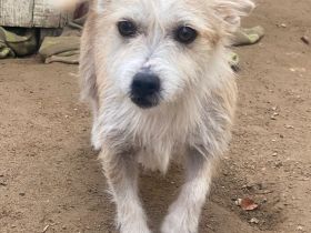 Trulla, geb. ca. 05/2024, lebt auf einer Pflegestelle in 53947 Nettersheim