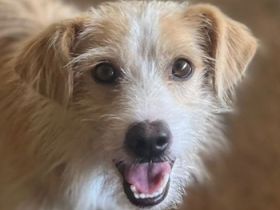 Peppi, geb. ca. 01/2025, lebt auf einer Pflegestelle in 33104 Paderborn