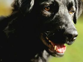 Sato auf Pflegestelle in 80637 München sucht sein Für-immer-Zuhause