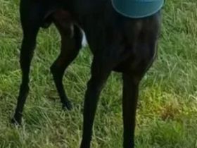 Deckrüden italienisches Windspiel