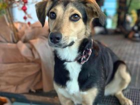 Polly in 76344 Eggenstein-Leopoldshafen sucht ihr Für-immer-Zuhause