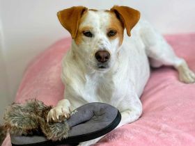 Levi in 10623 Berlin sucht sein Für-immer-Zuhause