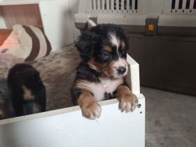 Berner Sheperds v. Lindenhof (Hybridhunderasse)