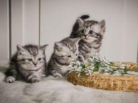 3 BKH-Kitten im Whiskas-Look (Black-Silver-Tabby-Classic) abzugeben