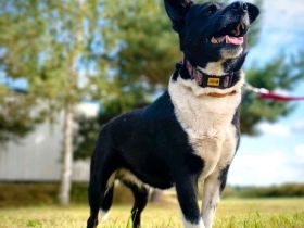 HOLLY-Power im Herzen Kuscheln im Blut