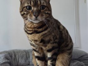 Bengalkater Coco mit Stammbaum